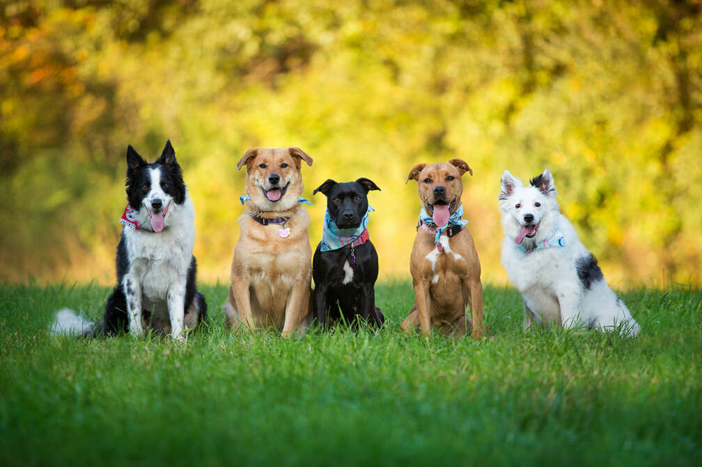赠票| 不是每个宠物展都叫"亚洲宠物展"_ellemen club-ellemen|睿士